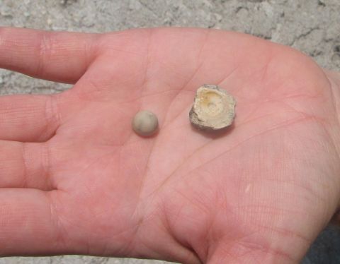 pearl and vertebra