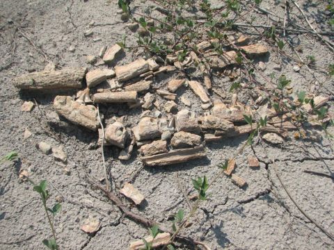 mosasaur jaw