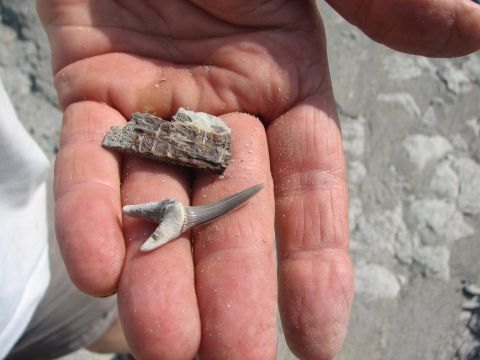 shark tooth, bone fragment