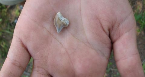 shark tooth