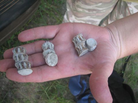 fish vertebra