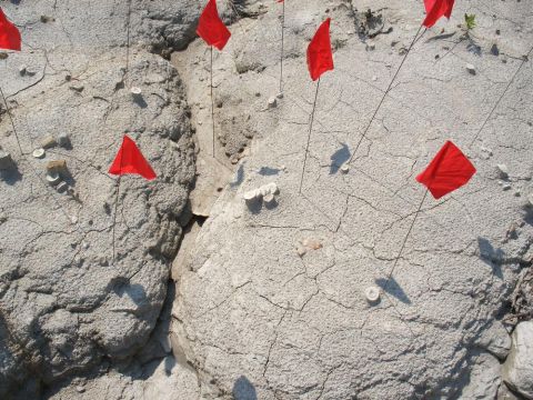 Shark vertebra scattered on the sides of a gully