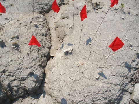 Shark vertebra scattered on the sides of a gully