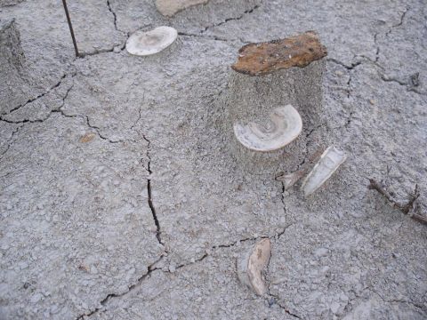 Shark vertebra