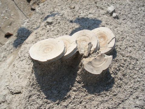 Shark vertebra