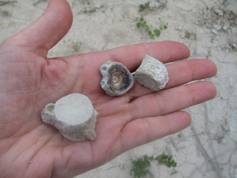 Mosasaur vertebra