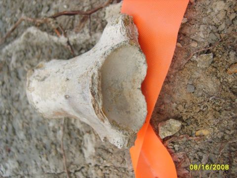 Mosasaur vertebra