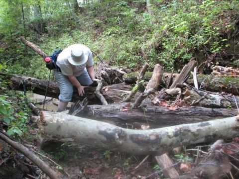 navigating the limb pile