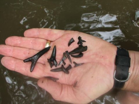 shark teeth