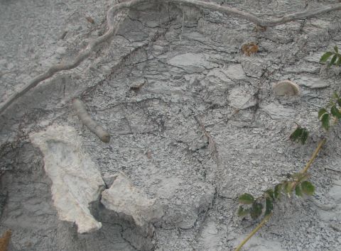 fish bone and shark vertebra