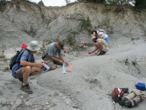 collecting fossils