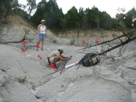 flagging the crocodile site