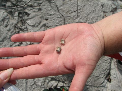 tiny fish vertebra