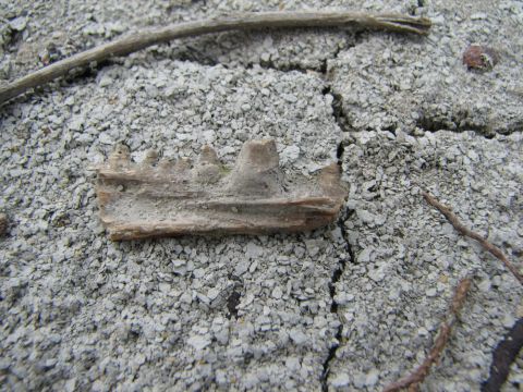 fish jaw with teeth