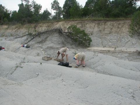 sifting for crocodile fossils