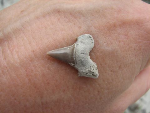 shark tooth