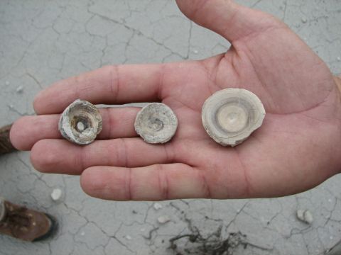 shark vertebra