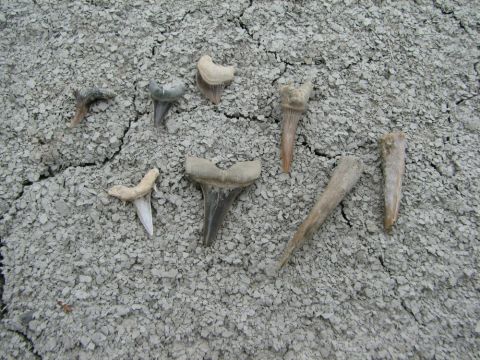 shark and enchodus teeth