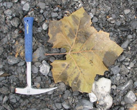 large leaf and hammer