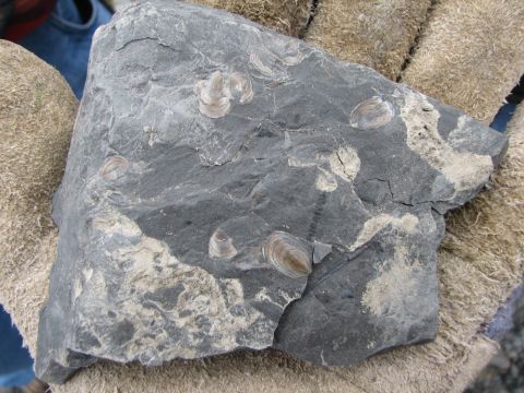 Lingula brachiopods.  Lingula is an inarticulate brachiopod (Ordovician-Recent)