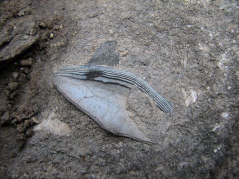 Petalodus shark tooth