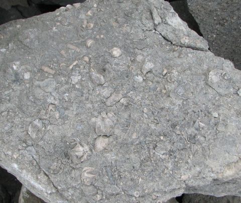 Slab containing several blastoids and crinoid stems.