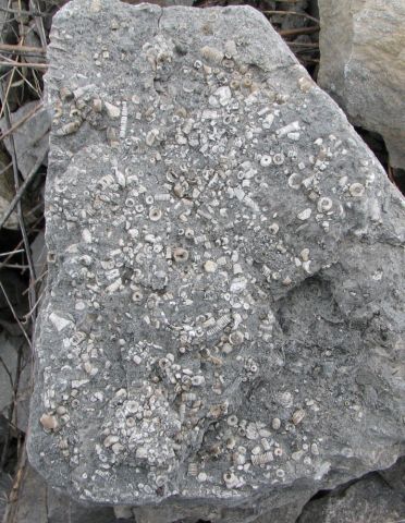 Slab of limestone totally filled with crinoid stems.
