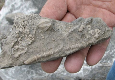 Slab with crinoid, bryozoan, blastoid, archimedes