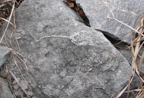Whole crinoid embedded in limestone rock.