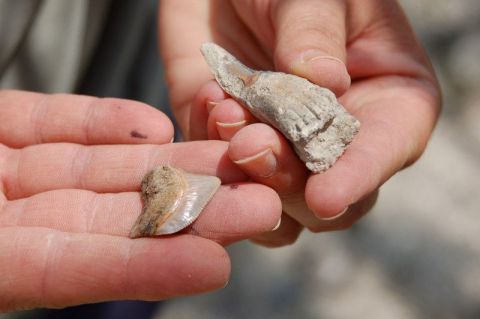 shark and sawfish tooth