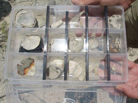 box of fossils