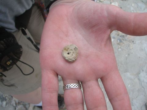 Worn shark vertebra.