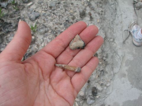 Shark tooth and enchodus tooth.