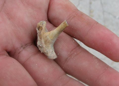 Fish tooth, possibly enchodus