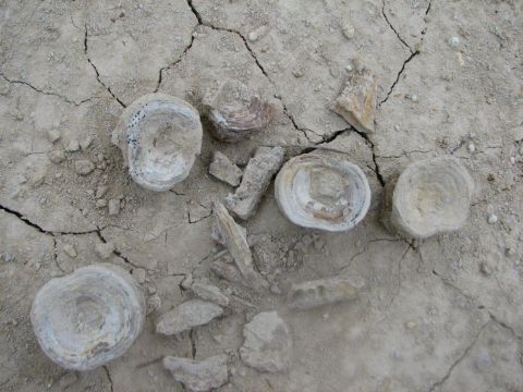 Shark vertebra