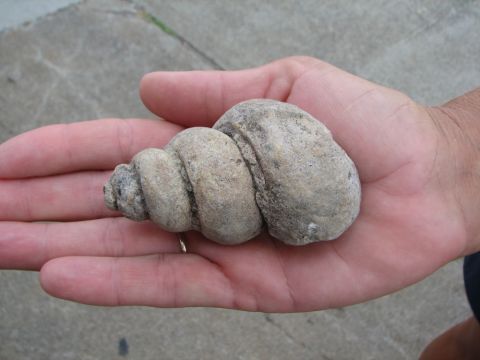 large gastropod