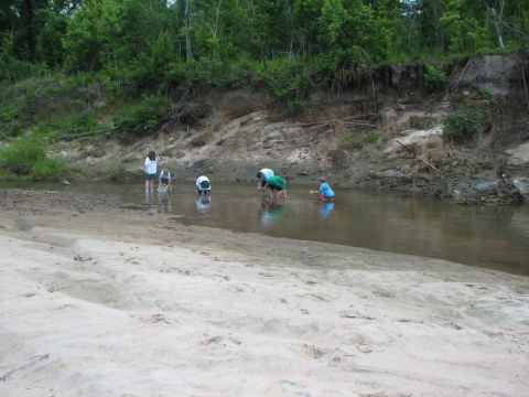 collecting fossils in the creek