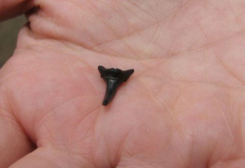 shark tooth