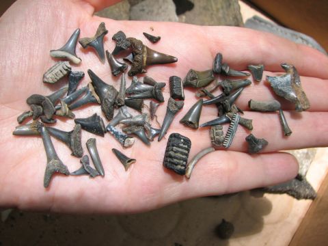 shark teeth