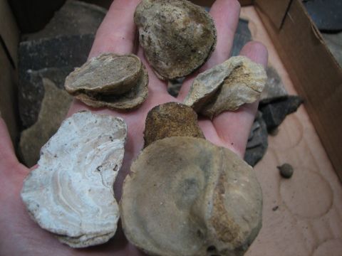 fossil oysters