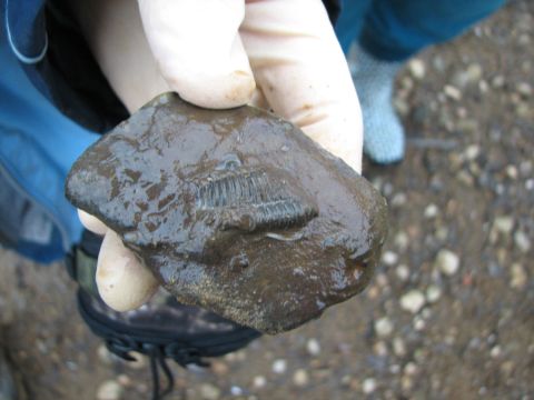 Trilobite