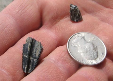 hadrosaur tooth