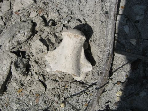 Mosasaur vertebra