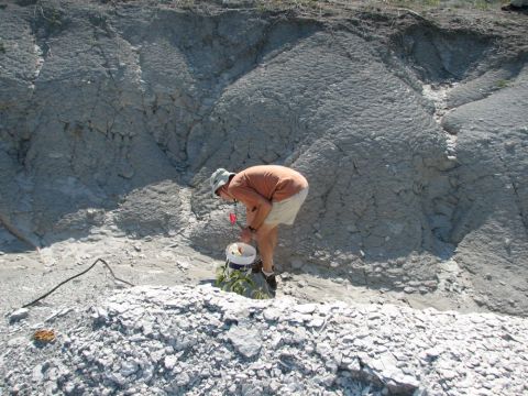 Searching for fossils in the gully.