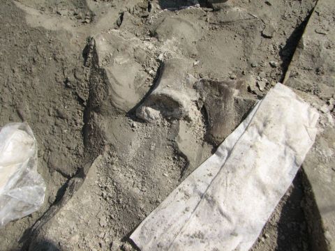 fossil bone