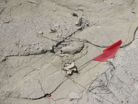 Mosasaur vertebra