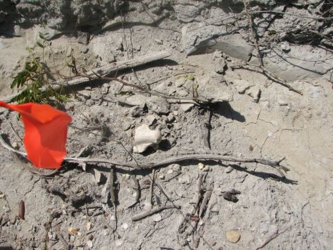 Mosasaur vertebra