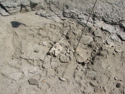 Mosasaur jaw bone with tooth sockets