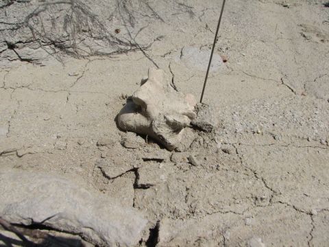 mosasaur vertebra