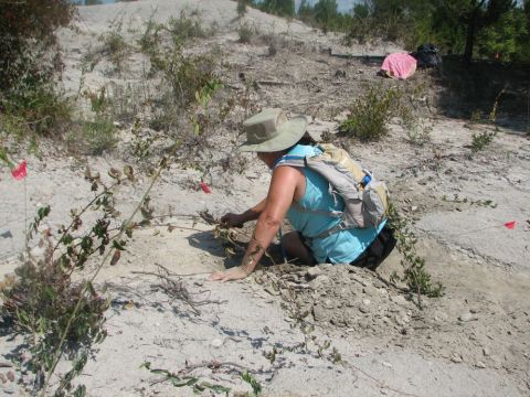 searching for mosasaur bones